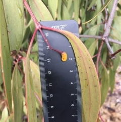 Muellerina eucalyptoides at Crowther, NSW - 3 Jul 2025 08:24 AM