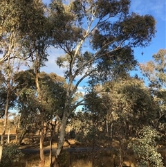 Eucalyptus blakelyi at Crowther, NSW - 3 Jul 2025 by Frecko