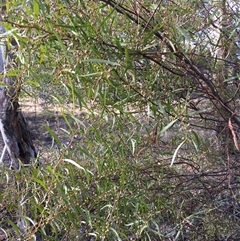 Acacia hakeoides at Crowther, NSW - 3 Jul 2025 by Frecko