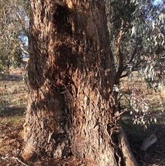 Eucalyptus bridgesiana at Crowther, NSW - 3 Jul 2025 by Frecko