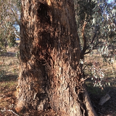Eucalyptus bridgesiana at Crowther, NSW - 3 Jul 2025 by Frecko