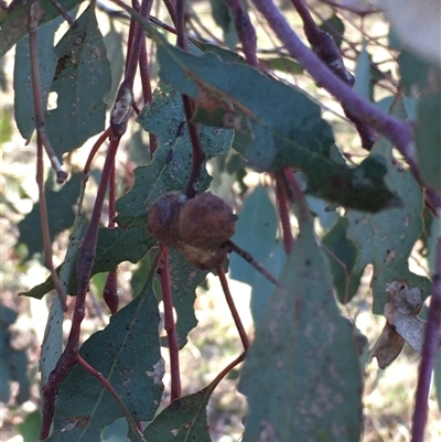 Eucalyptus insect gall at Crowther, NSW - Yesterday by Frecko