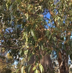 Brachychiton populneus subsp. populneus (Kurrajong) at Crowther, NSW - Yesterday by Frecko