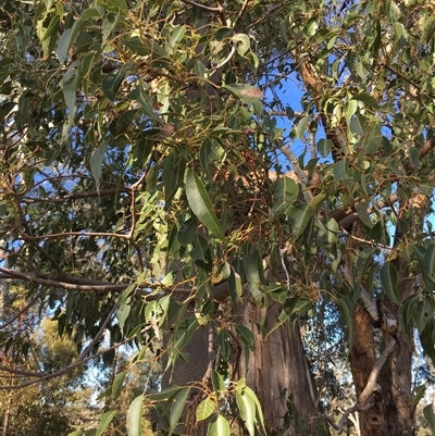 Brachychiton populneus subsp. populneus (Kurrajong) at Crowther, NSW - Yesterday by Frecko