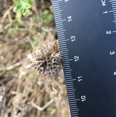 Marrubium vulgare (Horehound) at Crowther, NSW - Yesterday by Frecko