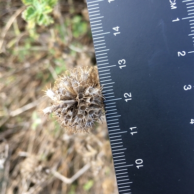 Marrubium vulgare (Horehound) at Crowther, NSW - Yesterday by Frecko