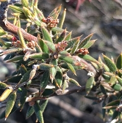 Leucopogon virgatus at Crowther, NSW - Yesterday by Frecko