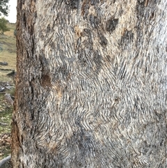 Eucalyptus dives at Crowther, NSW - Yesterday by Frecko