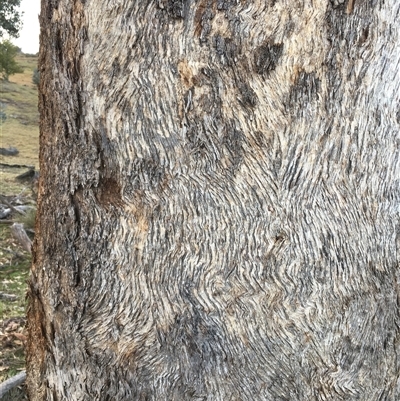 Eucalyptus dives at Crowther, NSW - Yesterday by Frecko