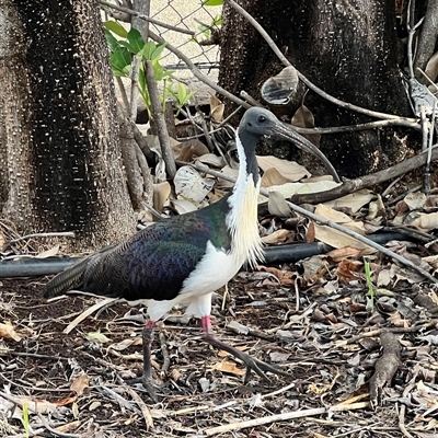 Threskiornis spinicollis (Straw-necked Ibis) at Katherine, NT - 3 Jul 2025 by JimL