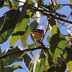 Pardalotus striatus by JimL