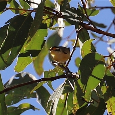 Pardalotus striatus by JimL