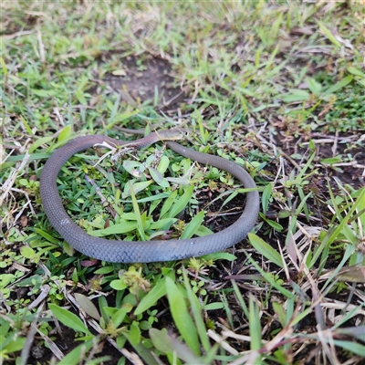 Demansia psammophis (Yellow-faced Whipsnake) at Sawyers Gully, NSW - Today by LeeMears