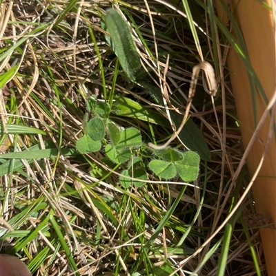 Trifolium arvense at Tennent, ACT - 13 Sep 2024 by JamesVandersteen