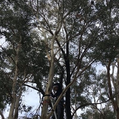 Eucalyptus dives at Crowther, NSW - 2 Jul 2025 by Frecko