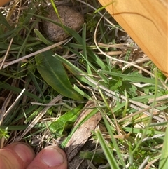 Taraxacum sp. at Tennent, ACT - 13 Sep 2024 by JamesVandersteen