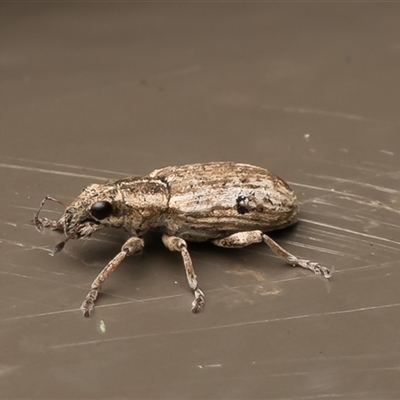 Sitona discoideus at Acton, ACT - Yesterday by Roger