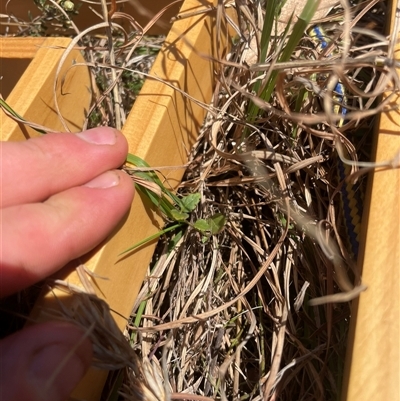 Unverified Plant at Tennent, ACT - 13 Sep 2024 by JamesVandersteen