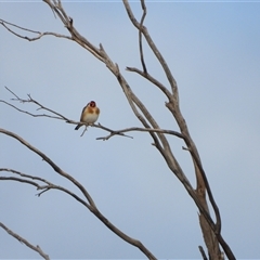 Carduelis carduelis (European Goldfinch) at Kambah, ACT - Yesterday by LineMarie