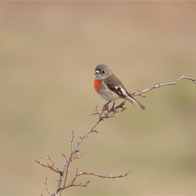 Petroica boodang (Scarlet Robin) at Kambah, ACT - Yesterday by LineMarie