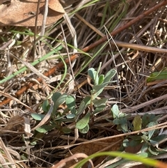 Hibbertia obtusifolia at Tennent, ACT - 13 Sep 2024 by JamesVandersteen