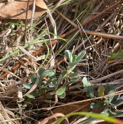 Hibbertia obtusifolia at Tennent, ACT - 13 Sep 2024 by JamesVandersteen