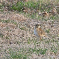 Anthus australis at Kambah, ACT - Yesterday by LineMarie
