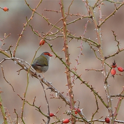 Neochmia temporalis (Red-browed Finch) at Kambah, ACT - Yesterday by LineMarie