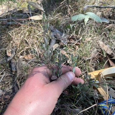 Hibbertia obtusifolia at Tennent, ACT - 13 Sep 2024 by JamesVandersteen