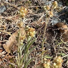 Pseudognaphalium luteoalbum (Jersey Cudweed) at Molonglo, ACT - Yesterday by Jennybach