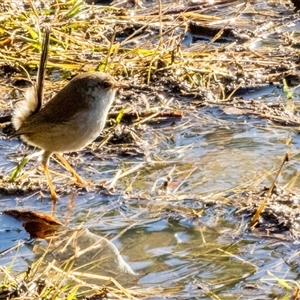 Malurus cyaneus at Lower Portland, NSW - 3 Jul 2025 by BlundellsSwamp