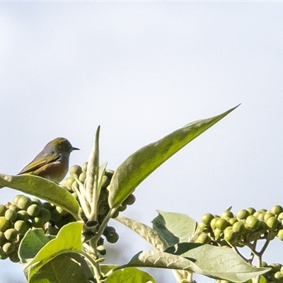 Unverified Small (Robin, Finch, Thornbill etc) at Lower Portland, NSW - 3 Jul 2025 by BlundellsSwamp