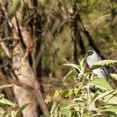 Coracina novaehollandiae (Black-faced Cuckooshrike) at Lower Portland, NSW - Yesterday by BlundellsSwamp
