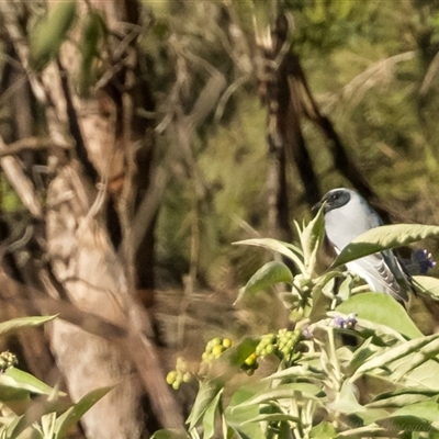 Coracina novaehollandiae (Black-faced Cuckooshrike) at Lower Portland, NSW - Yesterday by BlundellsSwamp