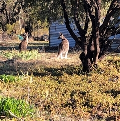 Macropus giganteus (Eastern Grey Kangaroo) at Crowther, NSW - 21 Jun 2025 by Frecko