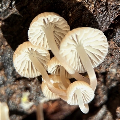 Unverified Fungus at Throsby, ACT - 25 Jun 2025 by davidcunninghamwildlife