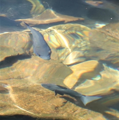 Unverified Native Fish by JimL