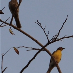 Sphecotheres vieilloti at East Point, NT - 3 Jul 2025 07:23 PM