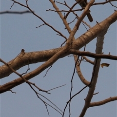 Sphecotheres vieilloti at East Point, NT - 3 Jul 2025 07:23 PM