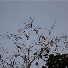 Sphecotheres vieilloti at East Point, NT - 3 Jul 2025 07:23 PM