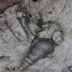 Unverified Mollusc (Mollusca) at East Point, NT - 3 Jul 2025 by JimL