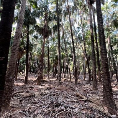 Unverified Other Tree at Mataranka, NT - 2 Jul 2025 by JimL
