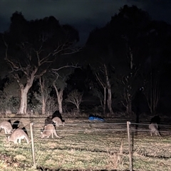 Macropus giganteus (Eastern Grey Kangaroo) at Kambah, ACT - Yesterday by HelenCross