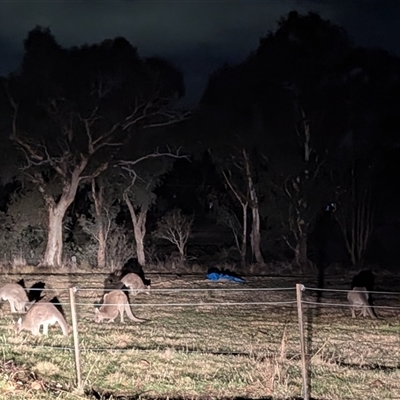 Macropus giganteus (Eastern Grey Kangaroo) at Kambah, ACT - Yesterday by HelenCross