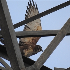 Hieraaetus morphnoides at Kambah, ACT - Yesterday by HelenCross