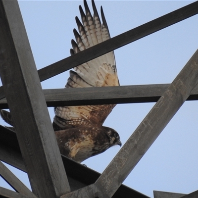 Falco berigora (Brown Falcon) at Kambah, ACT - Yesterday by HelenCross