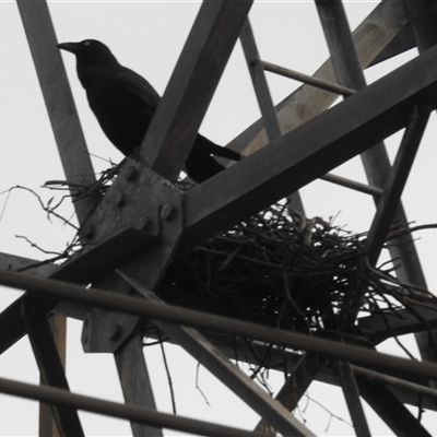 Corvus coronoides (Australian Raven) at Kambah, ACT - Yesterday by HelenCross