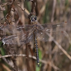 Hemicordulia australiae at Hackett, ACT - 29 Sep 2024 by TimL