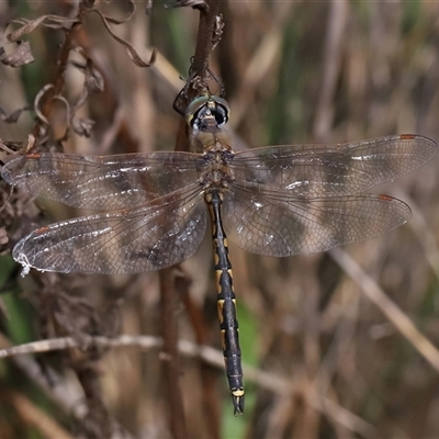 Hemicordulia australiae at Hackett, ACT - 29 Sep 2024 by TimL