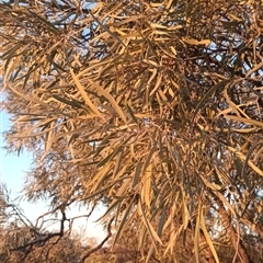 Unverified Other Tree at Mungo, NSW - Yesterday by tomo5B